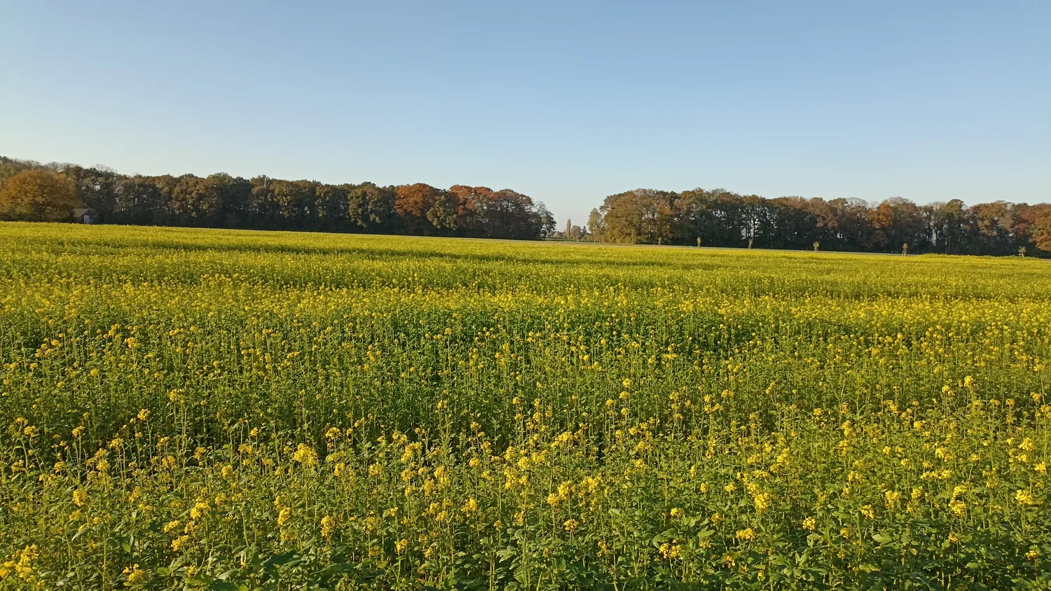 Petra Van Bergen – Supervision und Coaching – Dieses Bild zeigt ein Feld mit blühendem Raps, auch Raps genannt.